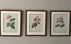 3 Litho’s van P.J. Redouté, Antiek en Kunst, Kunst | Schilderijen | Klassiek, Ophalen