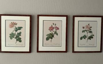3 Litho’s van P.J. Redouté beschikbaar voor biedingen