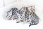 Raszuivere Bengaalse kittens met stamboom, Dieren en Toebehoren, Katten en Kittens | Raskatten | Korthaar, Meerdere dieren, Gechipt