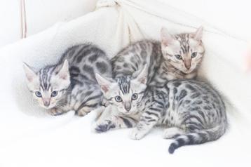 Raszuivere Bengaalse kittens met stamboom beschikbaar voor biedingen