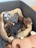 Prachtige jack-russel pups hove/belgie, Dieren en Toebehoren, België, Particulier, Jack Russell Terriër, Meerdere