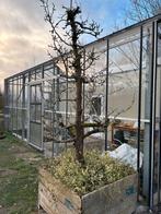 Mooie oude perenboom, Tuin en Terras, Ophalen of Verzenden, Glas, Gebruikt, Aluminium