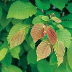 Carpinus betulus Gewone haagbeuk , heg haag en (vorm)boom, Tuin en Terras, Planten | Tuinplanten, Overige soorten, Volle zon, Vaste plant