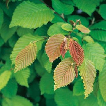 Carpinus betulus Gewone haagbeuk , heg haag en (vorm)boom beschikbaar voor biedingen