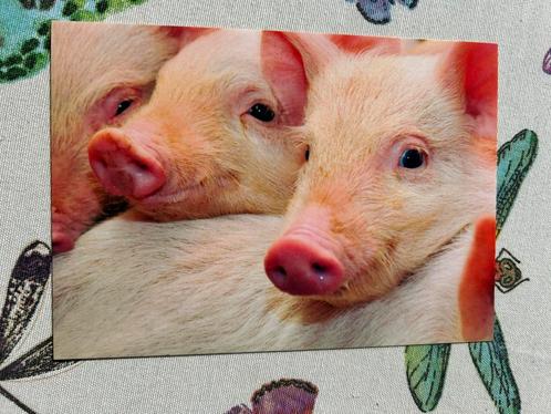 87. Kaart 3 Biggen Big varken, Verzamelen, Ansichtkaarten | Dieren, Ongelopen, Ophalen of Verzenden