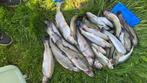 Forel vis, Overige soorten
