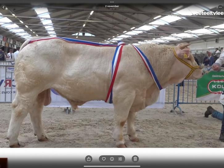 Charolais stamboek dekstier kampioen, Dieren en Toebehoren, Runderen, Mannelijk