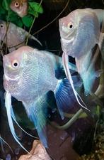 Kweekkoppels Maanvis Paraiba Platinum Pearscale sluier, Dieren en Toebehoren, Vissen | Aquariumvissen, Vis, Zoetwatervis, Schoolvis