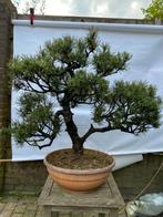 Pinus Mugo, Tuin en Terras, Planten | Bomen, Ophalen, Volle zon, Overige soorten, Minder dan 100 cm