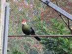 Te koop roodkuif toerako, Dieren en Toebehoren, Vogels | Overige Vogels, Mannelijk, Tropenvogel, Geringd