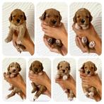 🤎 Australian Labradoodle pups 🤎, 8 tot 15 weken, CDV (hondenziekte), Meerdere, Nederland