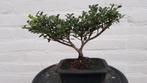 Bonsai Ilex Crenata, Halfschaduw, Overige soorten, Minder dan 100 cm, Ophalen