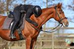 Bijrijder aangeboden, Dieren en Toebehoren, Paarden, Meerdere dieren
