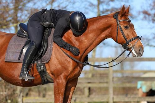 Bijrijder aangeboden, Dieren en Toebehoren, Paarden, Meerdere dieren