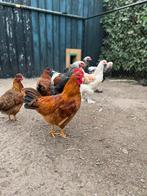 Een mooie tamme Haan, Dieren en Toebehoren, Pluimvee, Mannelijk, Kip