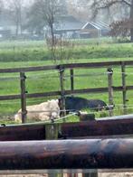 Stal te huur, Dieren en Toebehoren