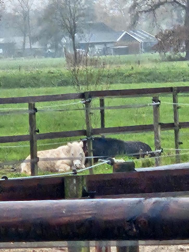 Stal te huur, Dieren en Toebehoren, Stalling en Weidegang