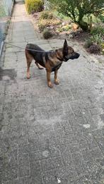 Mechelse Herder, Reu, CDV (hondenziekte), 1 tot 2 jaar, Eén hond