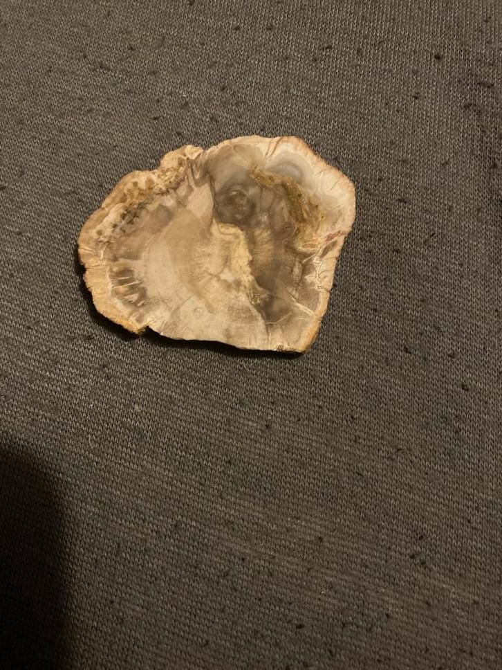 Prachtig stuk Versteend Hout, Verzamelen, Mineralen en Fossielen, Fossiel, Ophalen of Verzenden