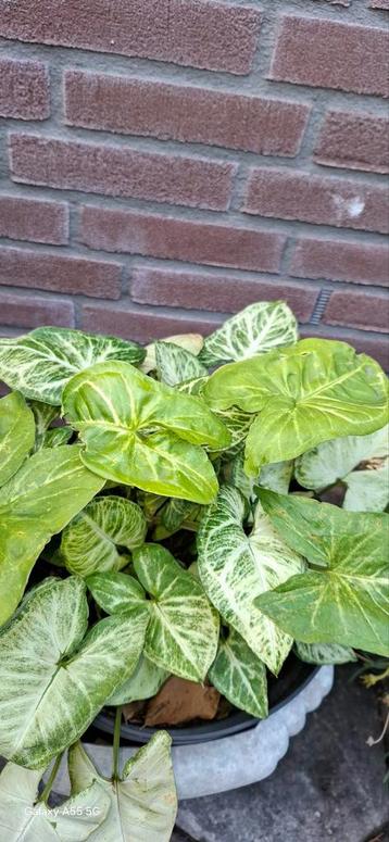 Pixie' kamerplant alleen ophalen  beschikbaar voor biedingen