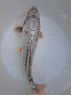 Koikarper., Karper of Koi