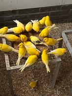 Gezocht meerdere mooi formaat gele kanaries., Dieren en Toebehoren, Vogels | Kanaries, Meerdere dieren, Kleurkanarie