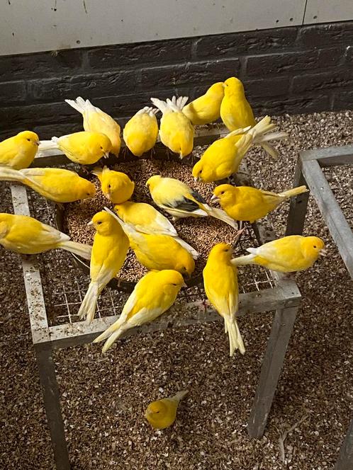 Gezocht meerdere mooi formaat gele kanaries., Dieren en Toebehoren, Vogels | Kanaries, Kleurkanarie, Meerdere dieren