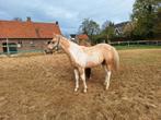 Mooie merrie's en ruin APHA en AQHA  te koop 2 jarige