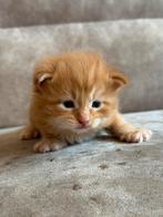 Maine Coon Kittens, Meerdere dieren, Ontwormd