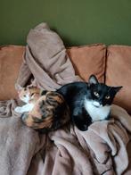 Goed huisje gezocht voor lieve poezen, Dieren en Toebehoren, Katten-accessoires, Ophalen, Zo goed als nieuw