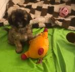 Super leuke boomer pups, Reu, CDV (hondenziekte), 8 tot 15 weken, Meerdere
