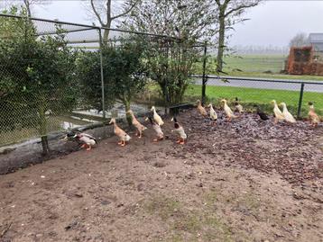 Broedeieren  beschikbaar voor biedingen