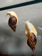 2x afrikaanse reuzenslak, Dieren en Toebehoren, Insecten en Spinnen, Overige soorten