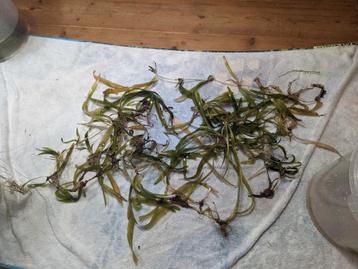 Vallisneria stekjes beschikbaar voor biedingen