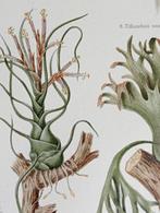 Oude Litho Boom Biologie, Ophalen of Verzenden