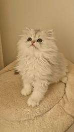 Britse korthaar en langhaar kittens, Dieren en Toebehoren, Katten en Kittens | Raskatten | Korthaar, Meerdere dieren, Ontwormd