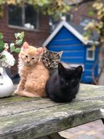 Meerdere Lieve kittens verschillende kleuren, Meerdere dieren, 0 tot 2 jaar