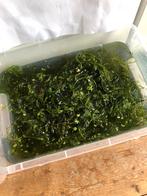 Aquarium planten trimmings, Dieren en Toebehoren, Vissen | Aquaria en Toebehoren, Ophalen, Zo goed als nieuw, Plant(en), Steen of Hout