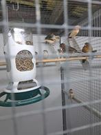 Harlekijnen., Dieren en Toebehoren, Meerdere dieren, Tropenvogel