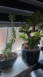 PLANTEN GRATIS, Tuin en Terras, Planten | Tuinplanten, Vaste plant, Bloeit niet, Halfschaduw, Ophalen