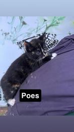 Kittens te koop, Dieren en Toebehoren, Meerdere dieren, Kortharig, 0 tot 2 jaar