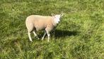 Mooi ooilam te koop, Dieren en Toebehoren, Schapen, Geiten en Varkens, Mannelijk, Schaap