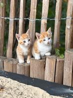 Boerderijkittens, Dieren en Toebehoren, Poes