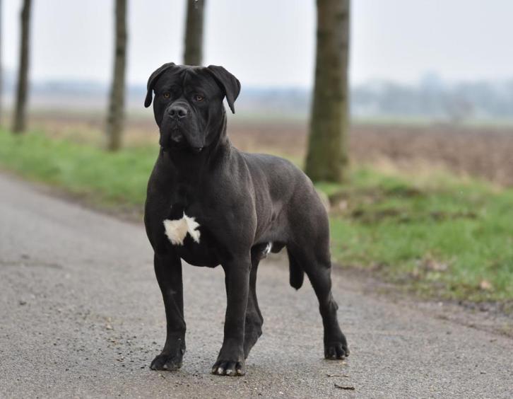 Cane Corso dekreu beschikbaar, Dieren en Toebehoren, Honden | Dekreuen, Reu, Fokker | Professioneel, Meerdere, Nederland, 1 tot 2 jaar