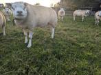 Zuivere Texelaar dekram, Mannelijk, Schaap, 0 tot 2 jaar