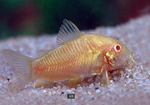 Corydora Albino - Koidream Valburg, Dieren en Toebehoren, Vissen | Aquariumvissen, Zoetwatervis, Vis