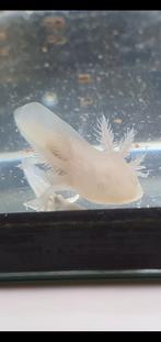Baby Axolotl, Amfibie, 0 tot 2 jaar