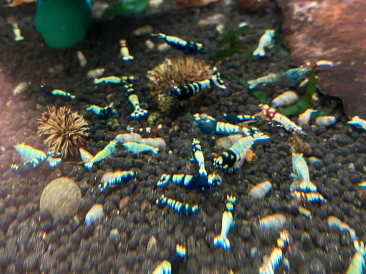 Black Pinto multistripe OE (orange eyes), Taiwan Bee OE, Dieren en Toebehoren, Vissen | Aquariumvissen, Zoetwatervis, Vis