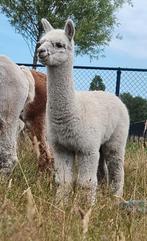Gijs, knappe jonge hengst. Alpaca huacaya, AAB, Maart, Mannelijk