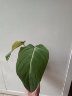 Philodendron glorious #2, Huis en Inrichting, Kamerplanten, Ophalen of Verzenden, Halfschaduw, Minder dan 100 cm